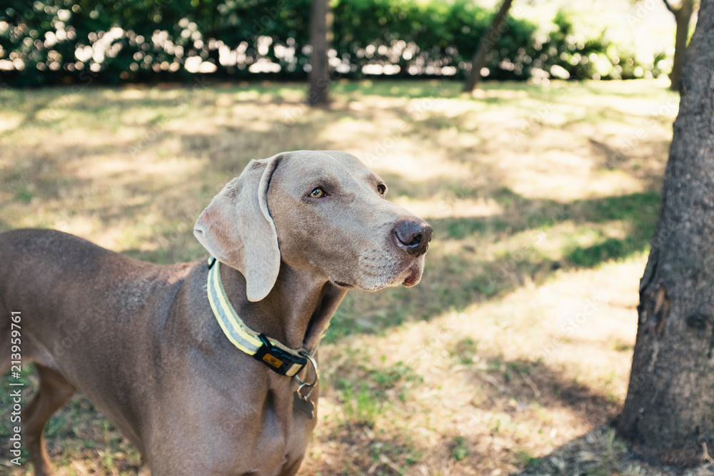 cane weimaraner