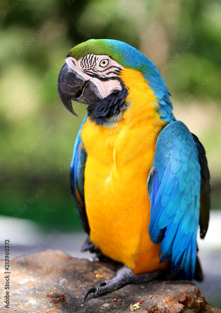 Photo of a bright macro parrot