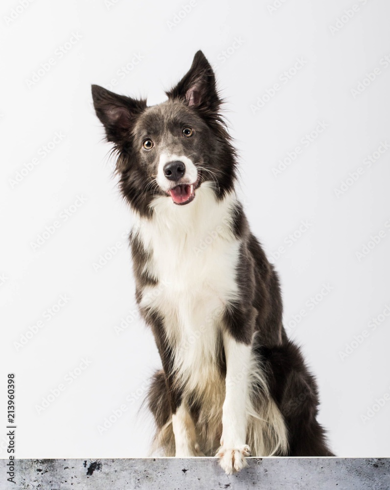 eautiful dog sits on a white background in studio for advertising