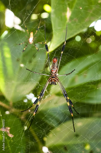 Two spiders in a Jungle Web in Costa Rica