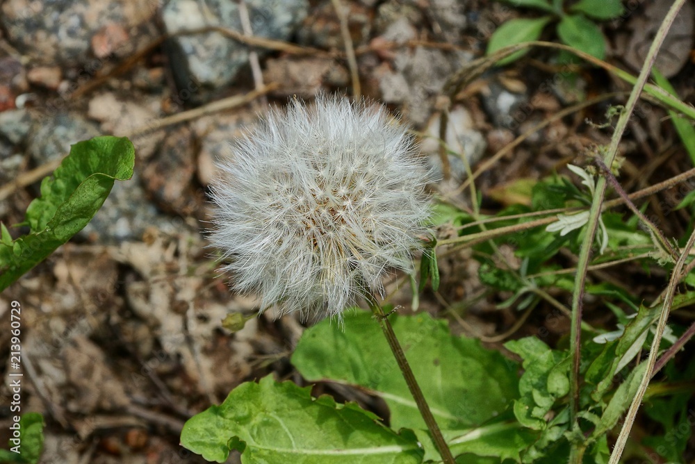 one white dandelion amidst green vegetation in nature one white dandelion amidst green vegetation in nature