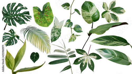 Tropical leaves variegated foliage exotic nature plants set isolated on white background, clipping path with plant common name included (Monstera, palm leaf, Devil's ivy, ginger, bamboo, etc.).