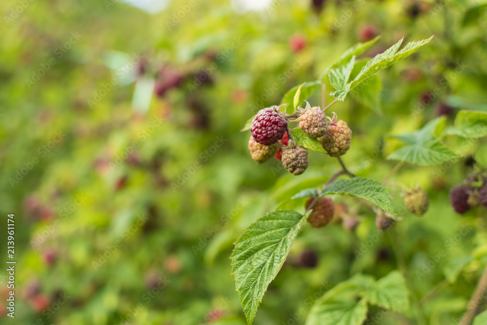 Branch of ripe raspberry in garden Branch of ripe raspberry in garden