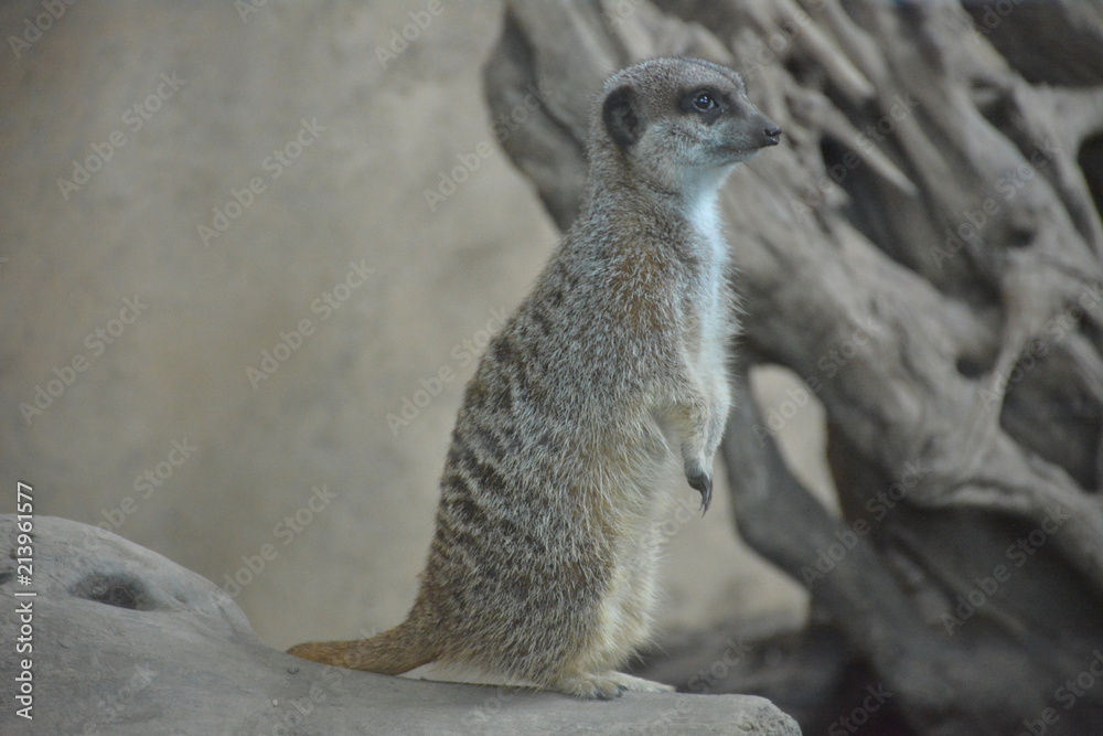 Fototapeta premium Suricate