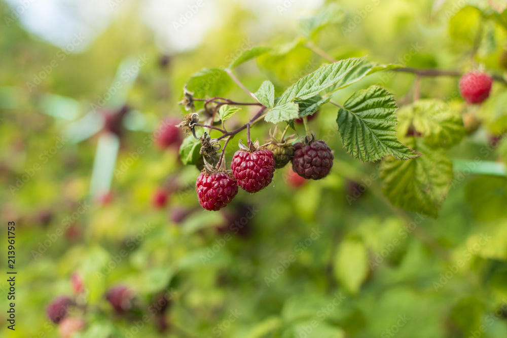Branch of ripe raspberry in garden Branch of ripe raspberry in garden
