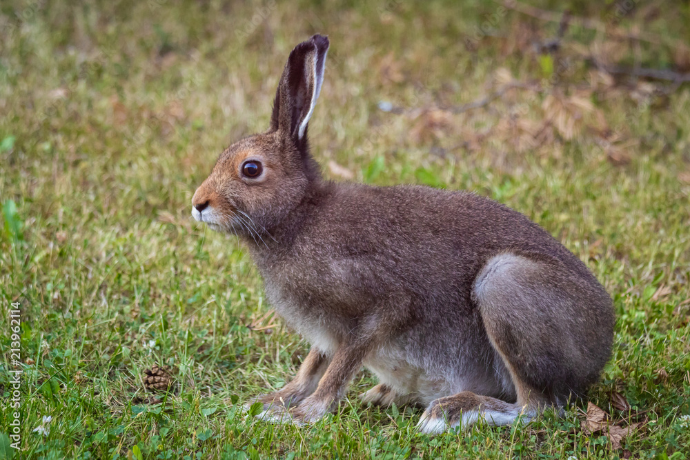 Fototapeta premium The European rabbit (Oryctolagus cuniculus)