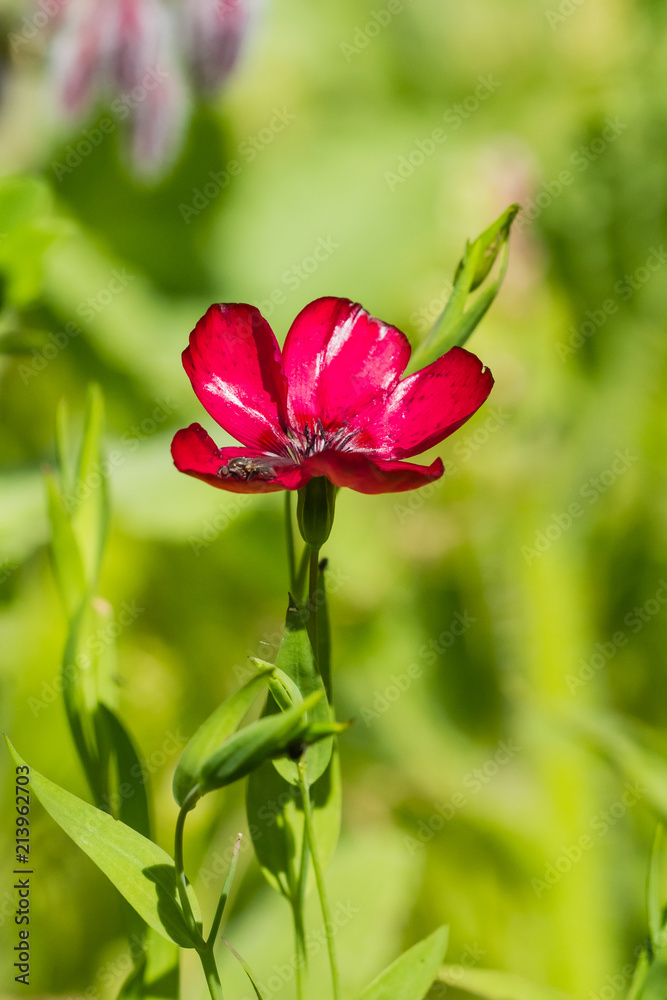 famous flowers (roses in particular) gardens of Valloires Abbey
