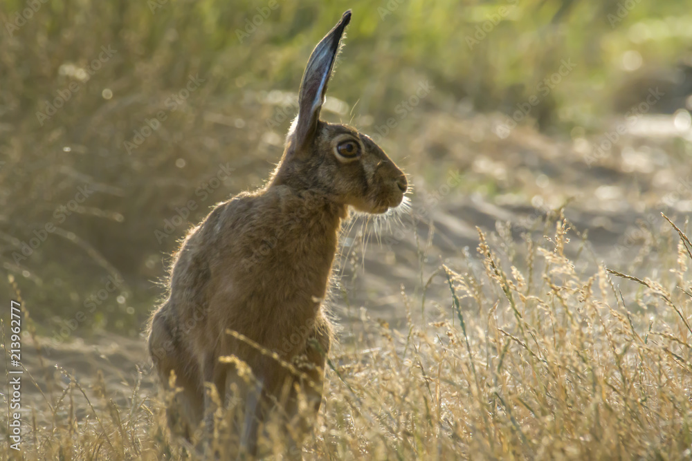 Field hare on meadow next to the grain field Field hare on meadow next to the grain field