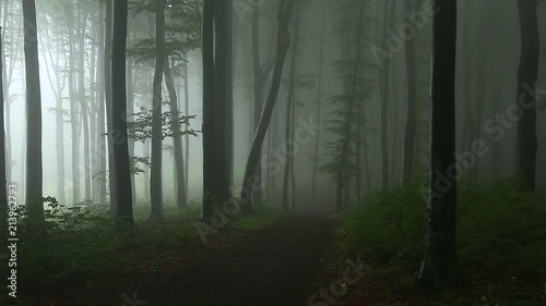 Static sho. Trail in darrk foggy frest. Strange light coming from side