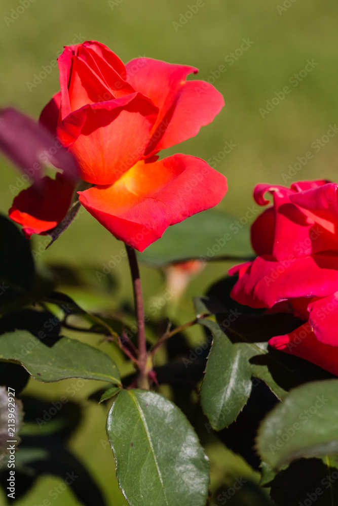 Fototapeta premium famous flowers (roses in particular) gardens of Valloires Abbey
