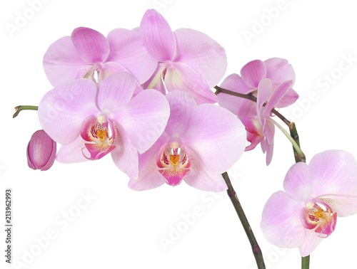 Storczyk orchid pink