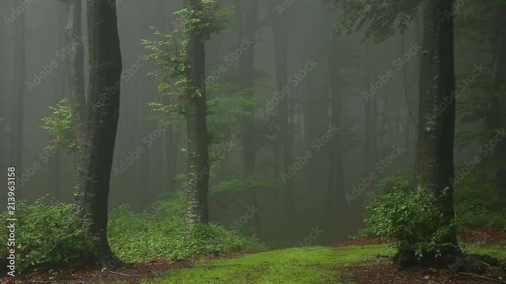 Static shot. Magical trail in foggy forest. Dark romantic light in the mist
