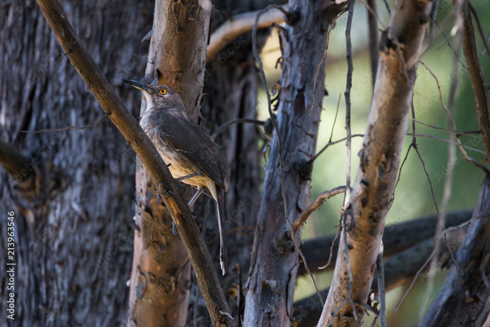 pajaro especie huitlacoche Stock Photo | Adobe Stock