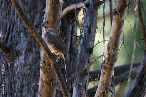 pajaro especie huitlacoche  photo