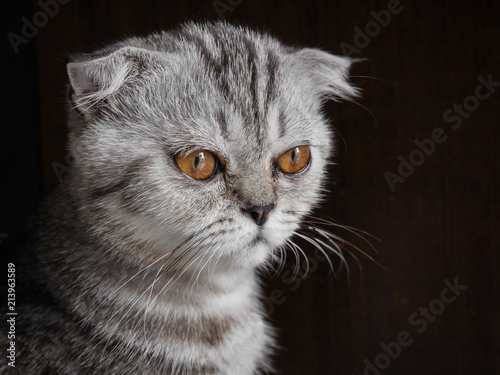 Scottish fold cat fur gray.