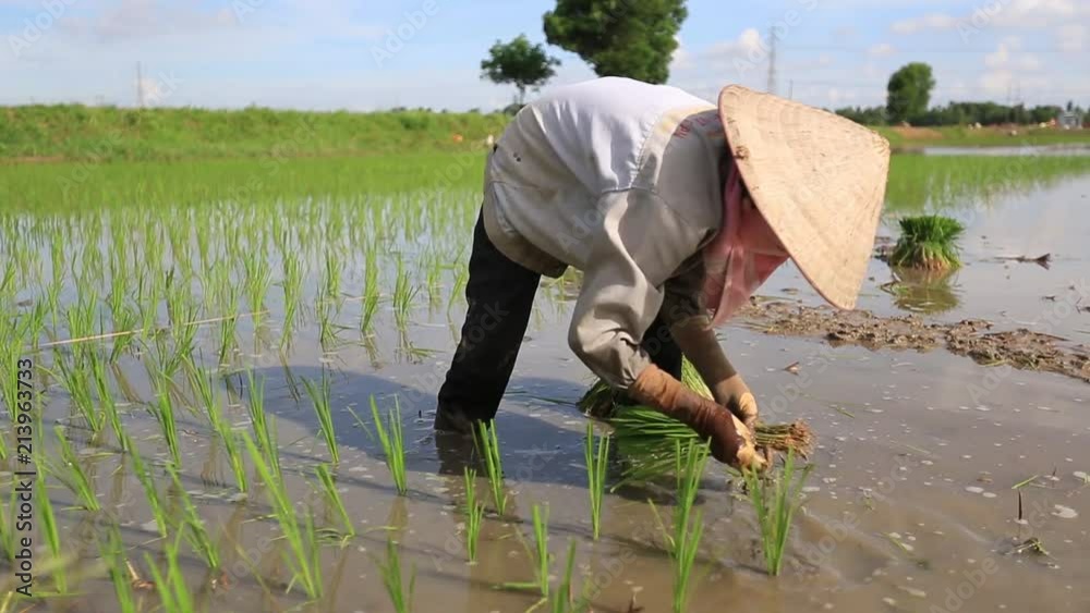 rice fields to Asia Group of farmer working hard on rice field in Vietnam