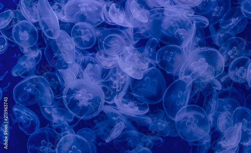 Méduses dans l'eau © thierry
