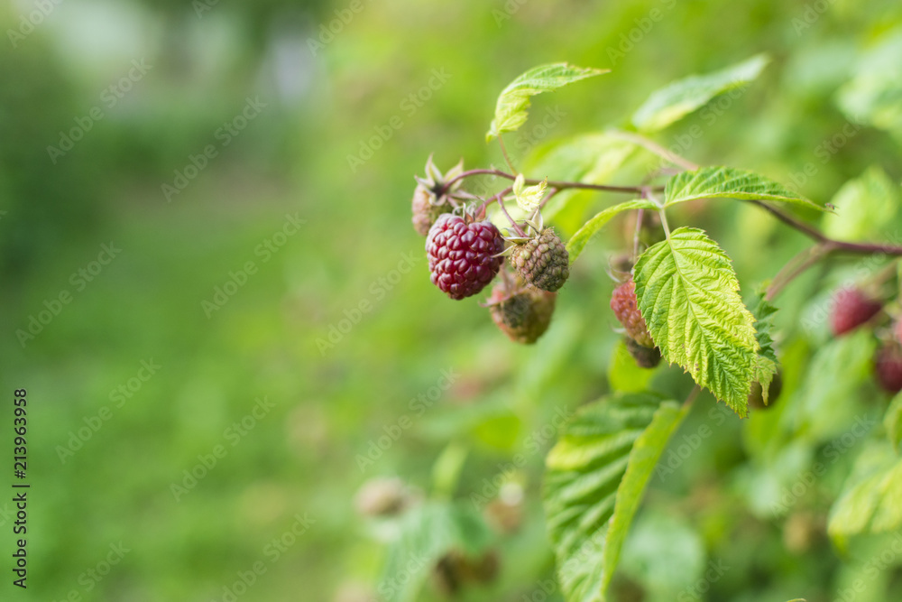 Branch of ripe raspberry in garden Branch of ripe raspberry in garden