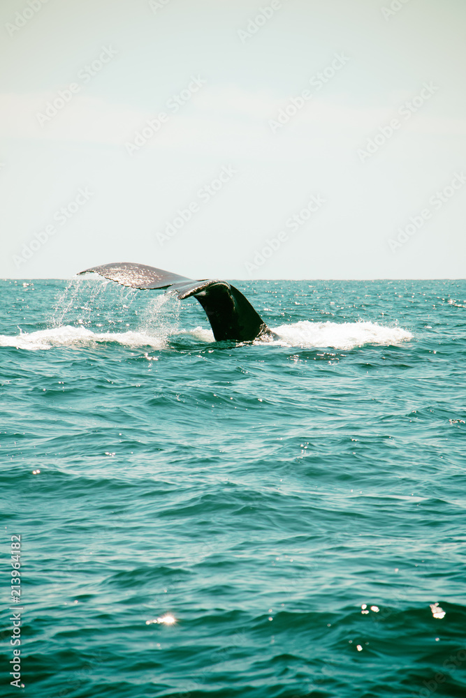 Fototapeta premium los cabos san lucas