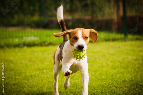 Beagle dog pet run and fun outdoor. Dog i garden in summer sunny day with ball having fun