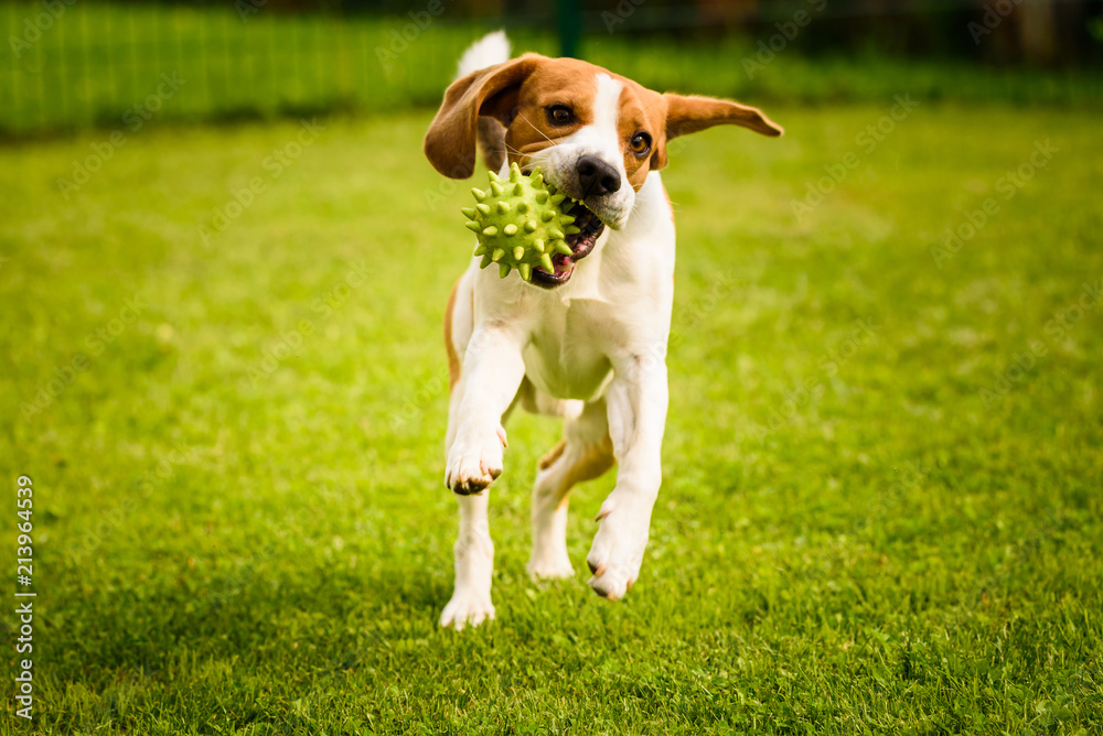 Beagle dog pet run and fun outdoor. Dog i garden in summer sunny day with ball having fun Beagle dog pet run and fun outdoor. Dog i garden in summer sunny day with ball having fun