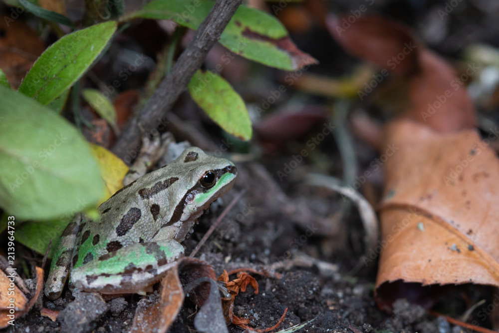 Naklejka premium rana