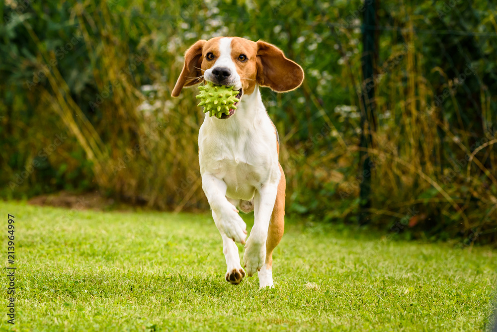 Beagle dog pet run and fun outdoor. Dog i garden in summer sunny day with ball having fun Beagle dog pet run and fun outdoor. Dog i garden in summer sunny day with ball having fun