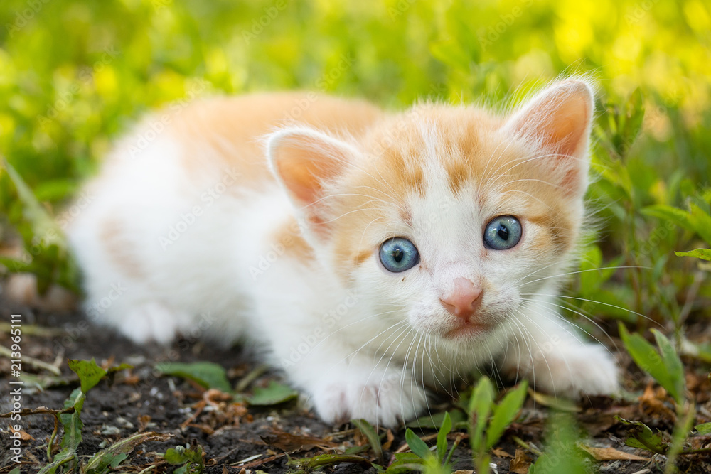 kitten on the grass