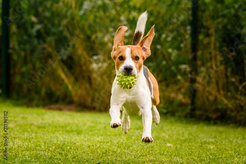 Beagle dog pet run and fun outdoor. Dog i garden in summer sunny day with ball having fun