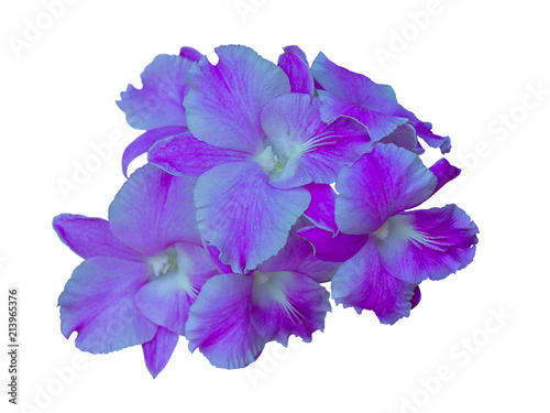 beautiful purple orchid flowers on white background.
