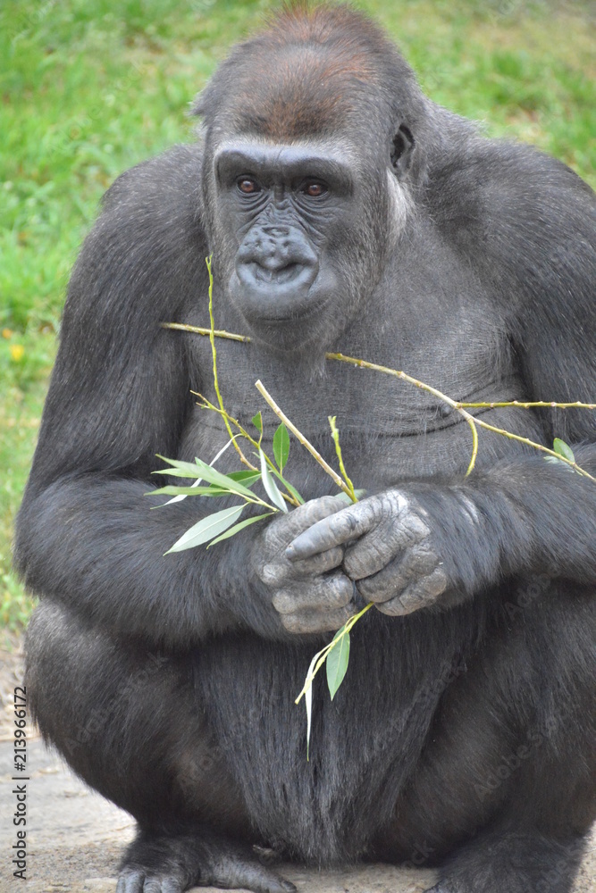 Fototapeta premium Gorille