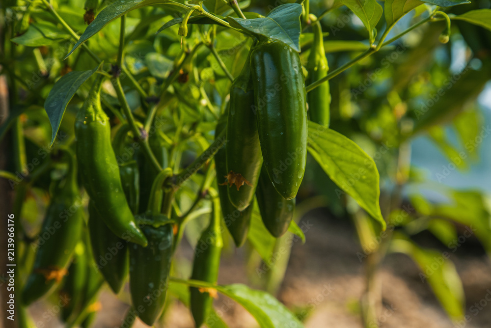 Organic green hot jalapeno peppers on plant, jalapeño Organic green hot jalapeno peppers on plant, jalapeño