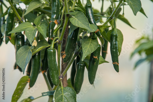 Organic green hot Serrano peppers on plant