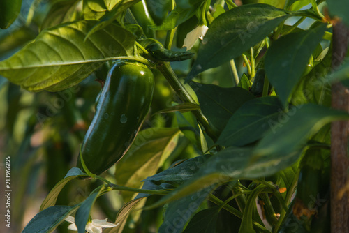 Organic green hot jalapeno peppers on plant, jalapeño
