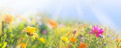Bunte Wiese mit Wildblumen -  Sommer  -  Banner  -  Panorama photo