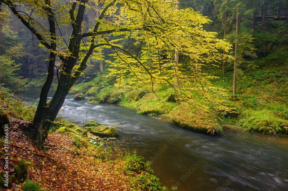Obraz premium A beautifully river flowing autumn forest