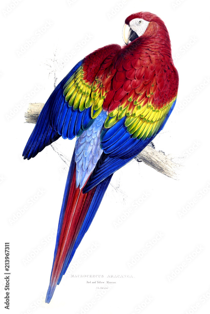 Fototapeta premium Illustration of bird