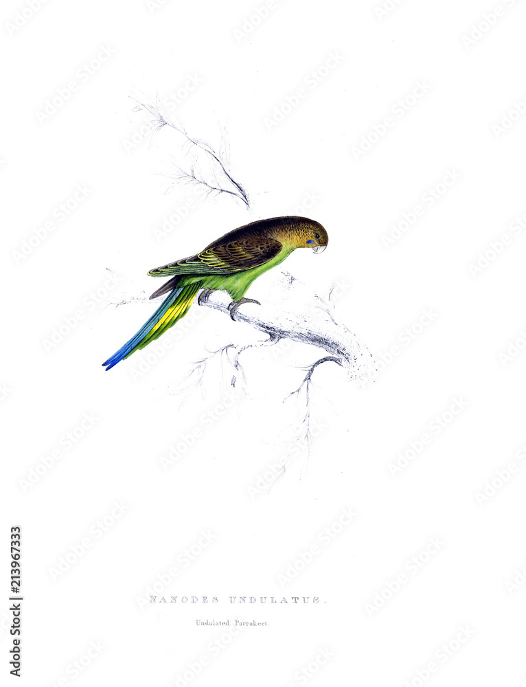 Obraz premium Illustration of bird