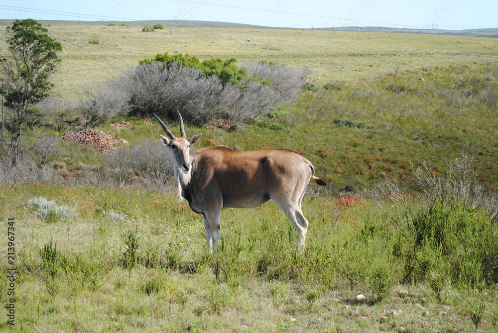 Fototapeta premium South African Wildlife circa 2012