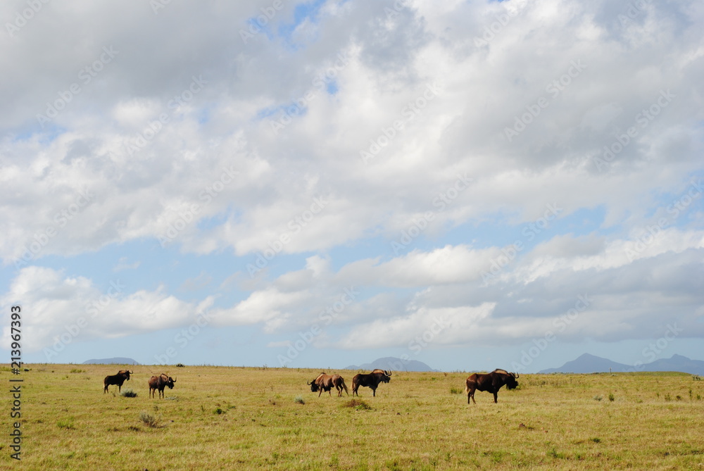 South African Wildlife- wildebeest grazing against a lightly cloudy sky with mountains in the distance, circa 2012