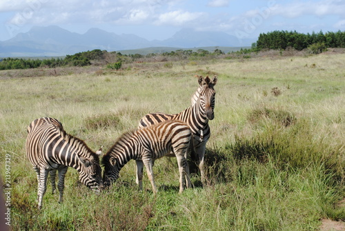 South African Wildlife- Zebras at Gondwana Game Reserve circa 2012