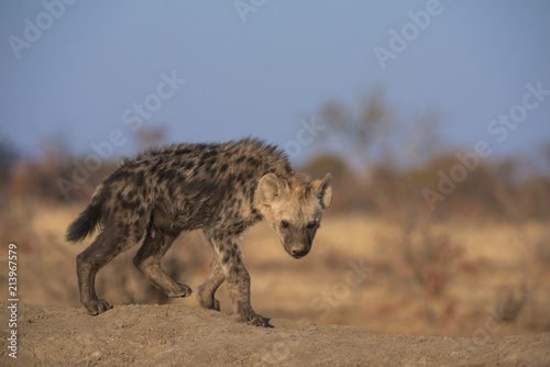 Young Spotted Hyena © Mark Dumbleton