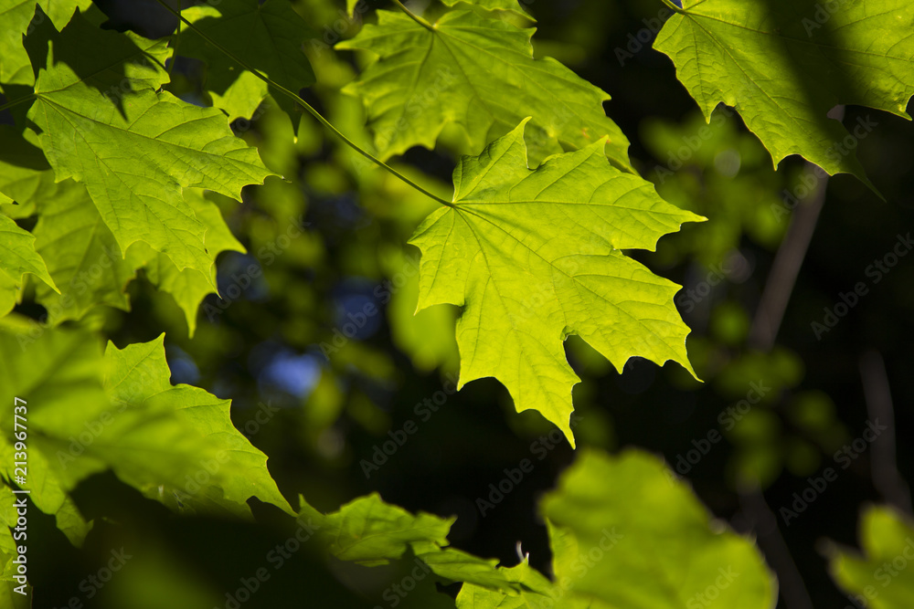Maple Leaves Maple Leaves