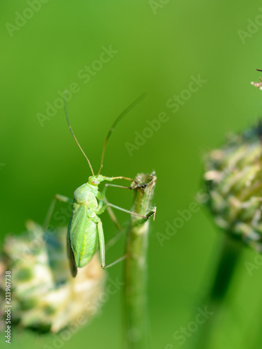 Beetle crawling on the stem. © borroko72
