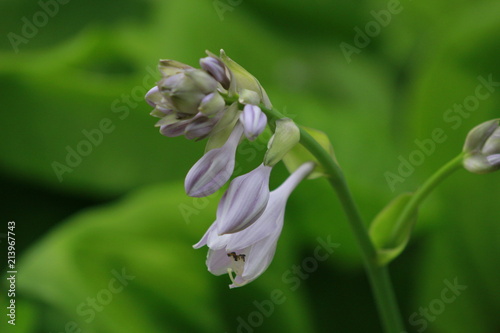 Hosta blooms in the garden photo