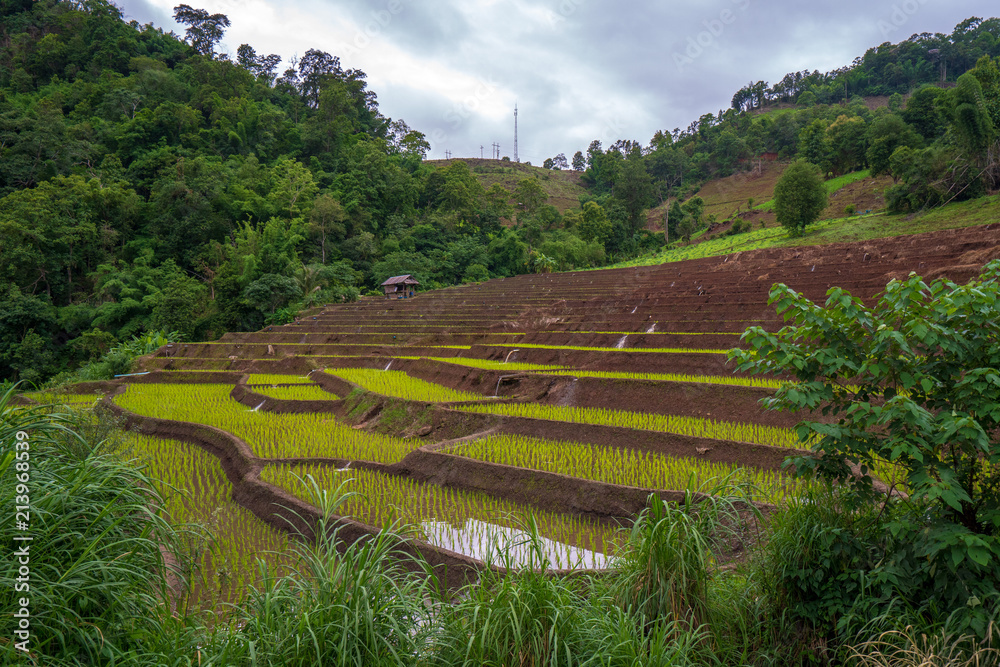 rice field step in Chiangmai, north of Thailand
