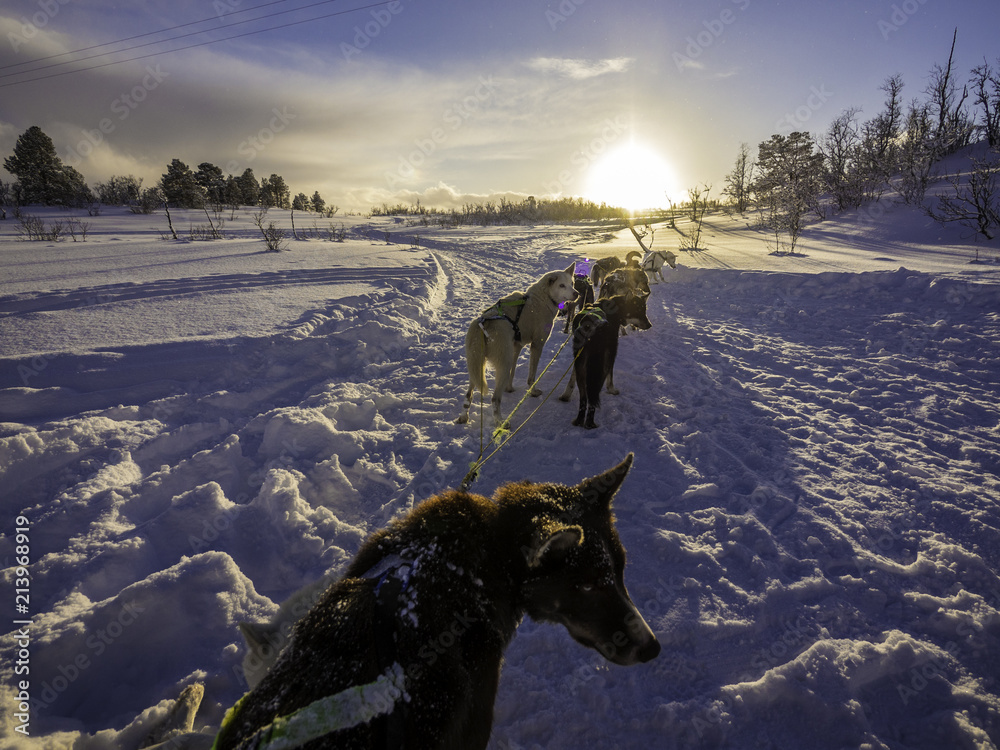 Alaskan huskies on snow sledge during sunset