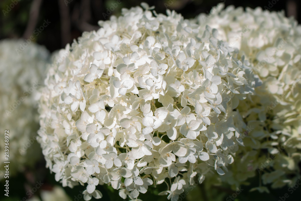 White Chrysanthemum White Chrysanthemum