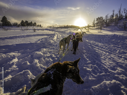 Obraz na płótnie Alaskan huskies on snow sledge during sunset w salonie