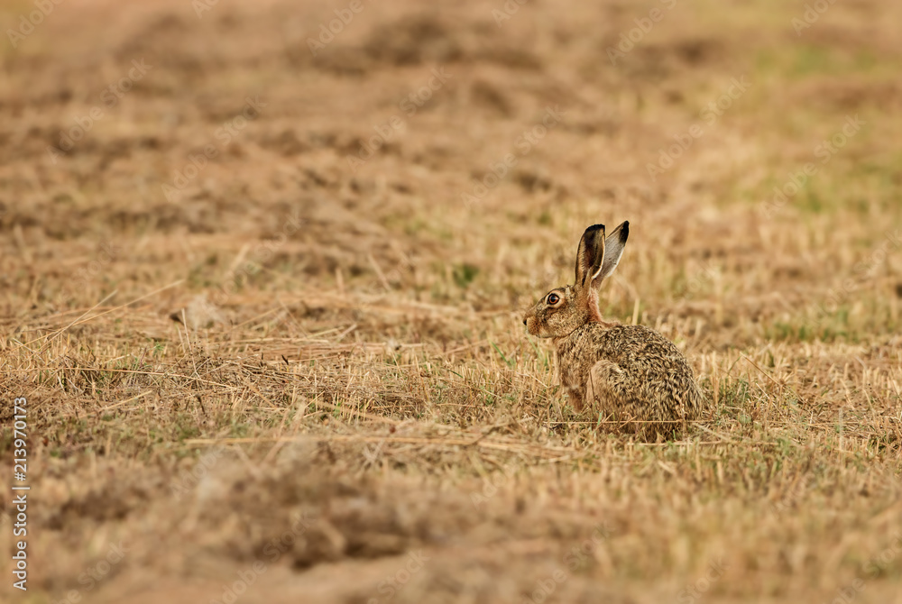 Brown Hare - Lepus europaeus, common hare from European grasslands, meadows and fields. Brown Hare - Lepus europaeus, common hare from European grasslands, meadows and fields.